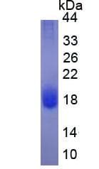 Human IL4 Protein (Recombinant)