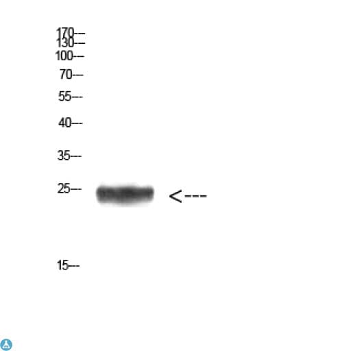 IMP3 Antibody