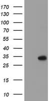RFXANK Antibody (clone OTI3C10)