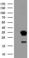 NNMT Antibody (clone OTI2G8, Carrier-free)