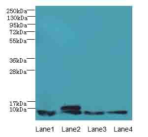 NOP10 Antibody