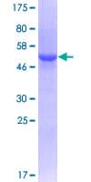 Human Geminin Protein (Recombinant GST)