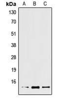 XCL2 Antibody (Internal)