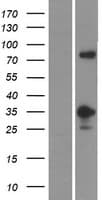 MFF Protein (Over-Expression Lysate Myc-DDK (Flag))