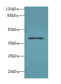 Polyclonal Rabbit anti-Bovine DCN / Decorin Antibody (WB)