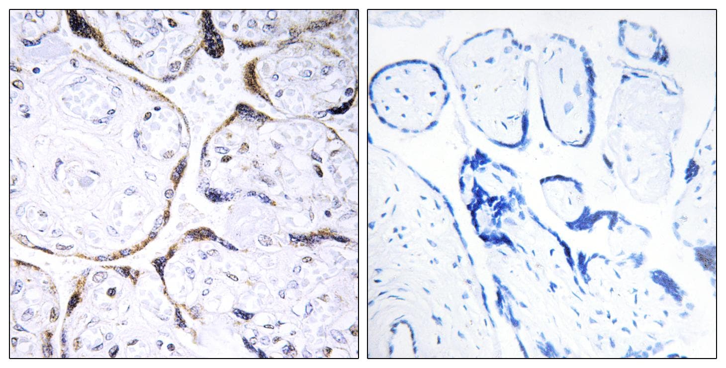 POFUT2 Antibody