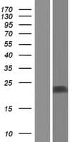 UBL4B Protein (Over-Expression Lysate Myc-DDK (Flag))
