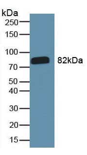 Polyclonal Rabbit Anti-Goat IgG Secondary Antibody (WB)