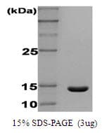 Human IFN Gamma / Interferon Gamma Protein (Recombinant)