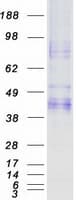 Human ASGR2 Protein (Recombinant Myc-DDK (Flag))