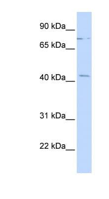 ZNF302 Antibody (C-Terminus)