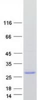 Human RAP1A Protein (Recombinant Myc-DDK (Flag))