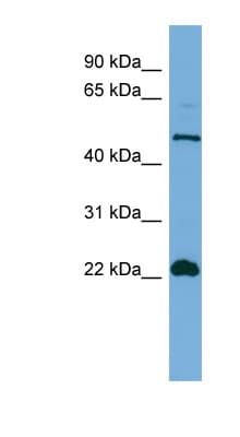 EDAG / HEMGN Antibody (N-Terminus)