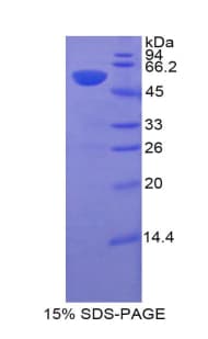 Pig HIF1A / HIF1 Alpha Protein (Recombinant His-GST)