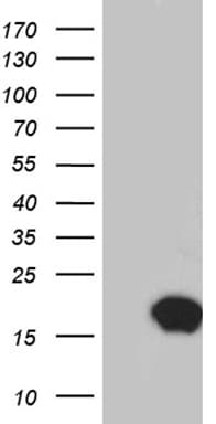 IFITM2 Antibody (clone OTI6F7, Carrier-free)