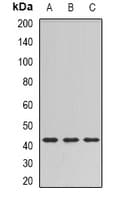 SULT2B1 / Sulfotransferase 2B1 Antibody