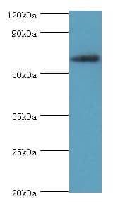 SHC4 Antibody (aa1-185)