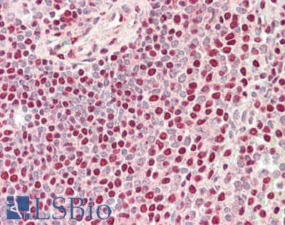 IHC-plus™ EED Antibody