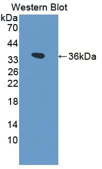 KEAP1 Antibody (aa1-286, FITC)