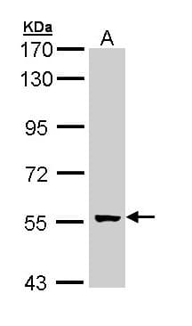 GCM2 Antibody (aa236-506)