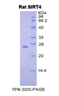 Rat SIRT4 / Sirtuin 4 Protein (Recombinant His)