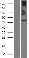 QRSL1 / GatA Protein (Over-Expression Lysate Myc-DDK (Flag))