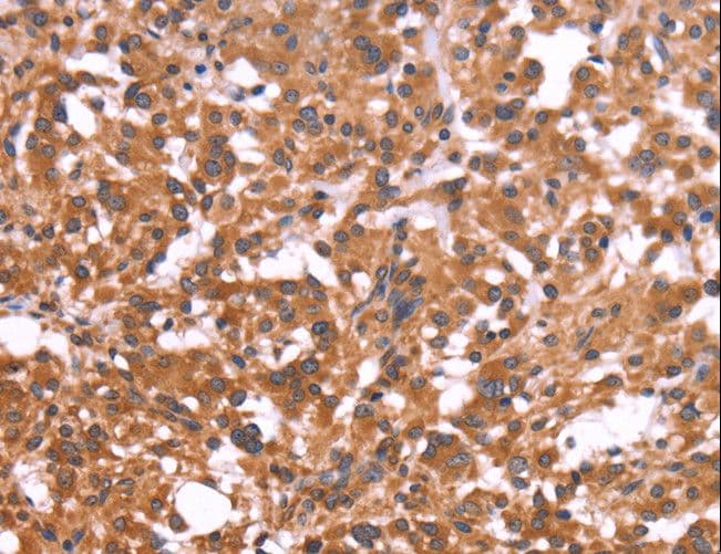 CRISP3 Antibody