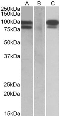 Polyclonal Goat anti-Human PCSK9 Antibody (aa164-175, WB)