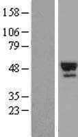 Human SERPINA7 / TBG Protein (Over-Expression Lysate Myc-DDK (Flag))