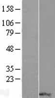RPP14 Protein (Over-Expression Lysate Myc-DDK (Flag))