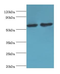CYP4F12 Antibody (aa265-524)