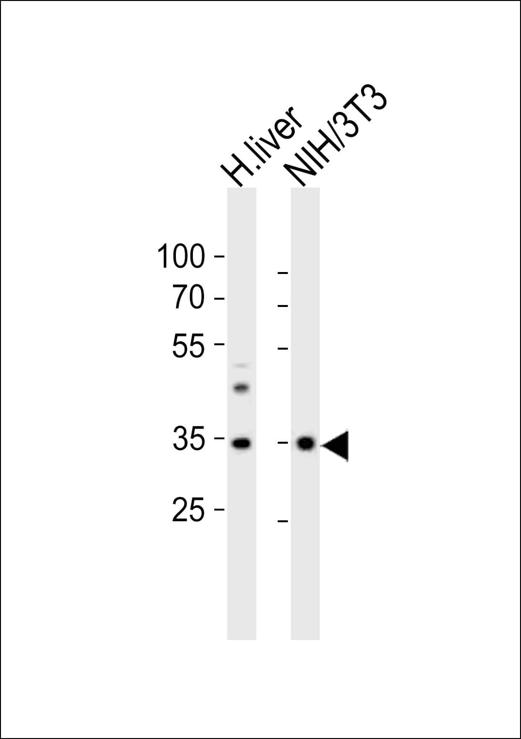 WDR5 Antibody