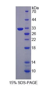 Mouse EGFL7 Protein (Recombinant His-S)