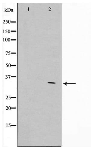 APC Antibody