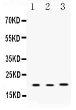 AGR2 Antibody
