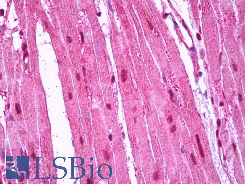 IHC-plus™ RRAS Antibody (clone 6A8)
