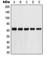GPC5 / Glypican 5 Antibody (Internal)