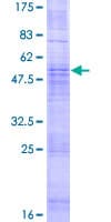 Human OR5AN1 Protein (Recombinant GST)