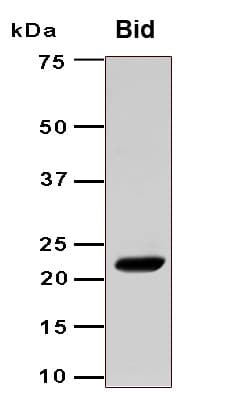 Mouse BID Protein (Recombinant 6His, N-terminus)