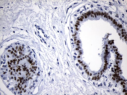 ELL / MEN Antibody (aa302-621, clone OTI1C12, Carrier-free)