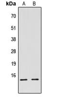 Histone H2B Antibody (N-Terminus)