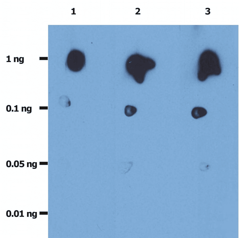 Monoclonal Mouse anti-Human Immunodeficiency Virus HIV Protease Antibody (clone 1696, N-Terminus, WB)