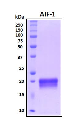 Human AIF1 / IBA1 Protein (Recombinant His, N-Terminal)