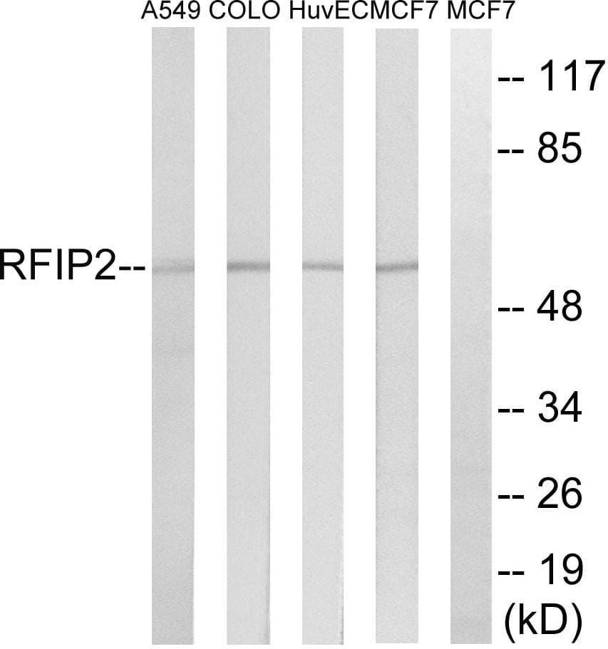 RAB11FIP2 / Rab11-FIP2 Antibody