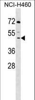 DCPS Antibody (aa165-193)