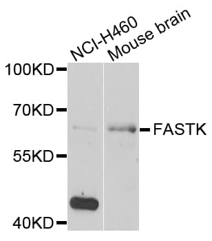 FASTK / FAST Antibody