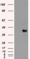 Monoclonal Mouse anti-Human SOX17 Antibody (clone OTI5G6, IF, WB)