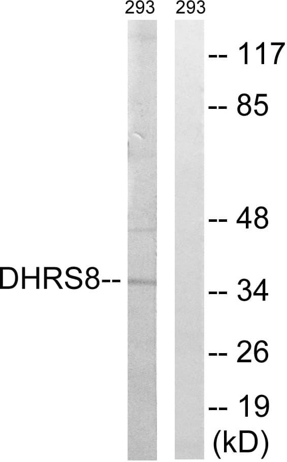 Polyclonal Rabbit anti-Human HSD17B11 Antibody (aa71-120, WB)
