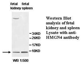 HMGN4 Antibody (aa1-90)