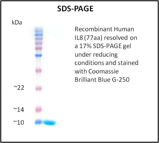 Human IL8 / Interleukin 8 Protein (Recombinant)